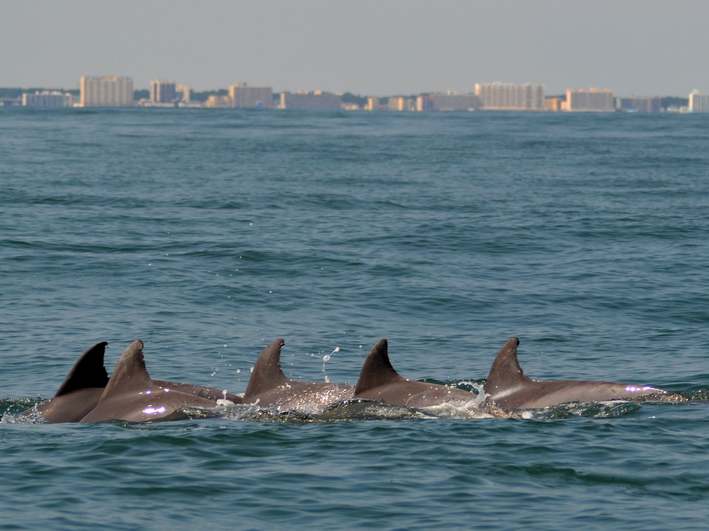 dolphinfins.jpg