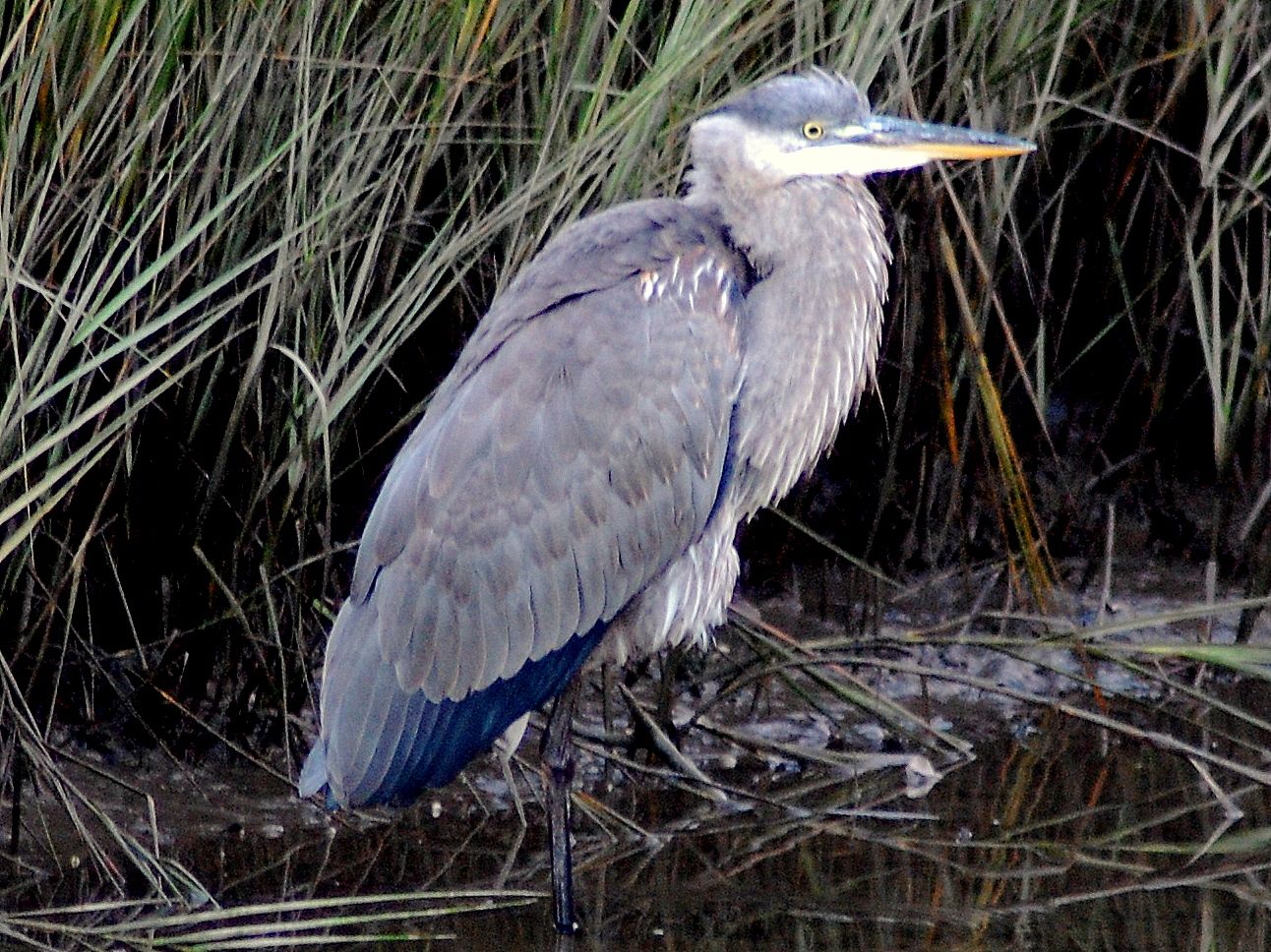 heron223-1.jpg