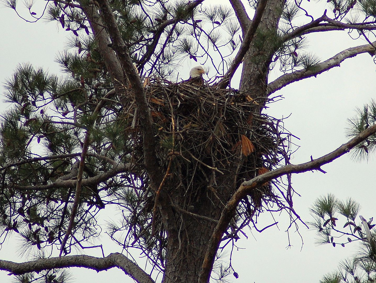 nest-1.jpg