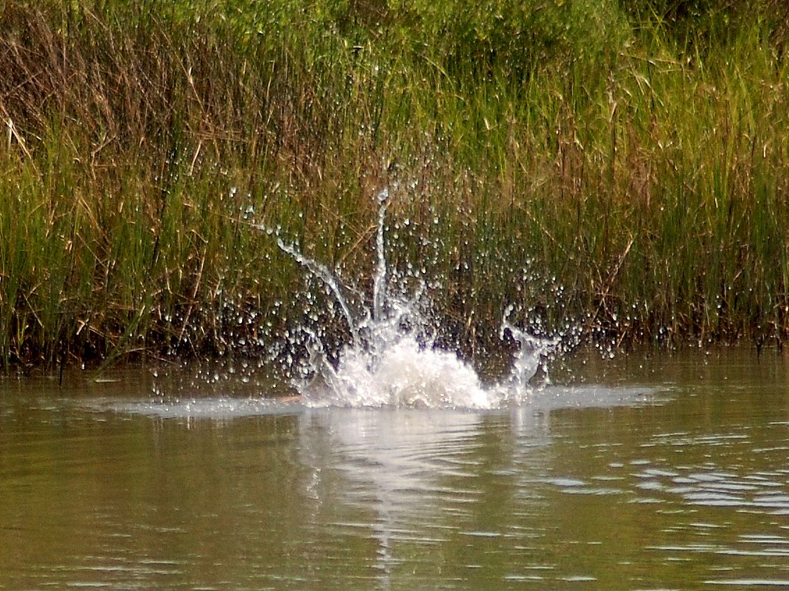 ospreysplash.jpg