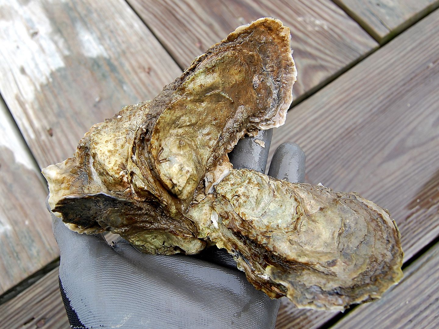 oysters.jpg