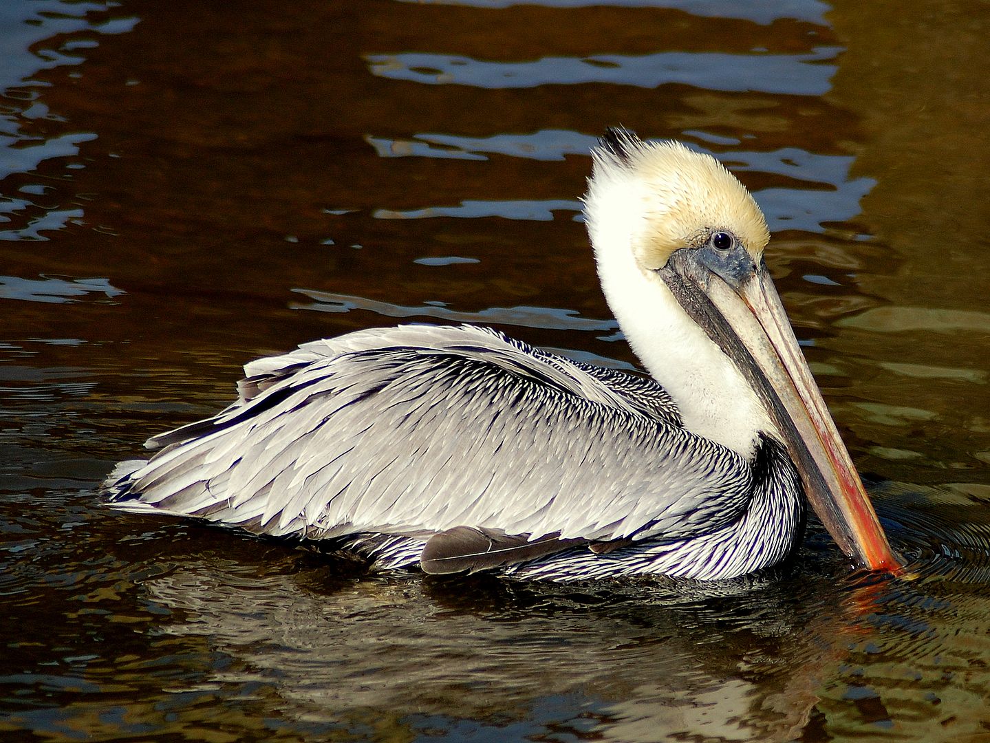 pelican.jpg
