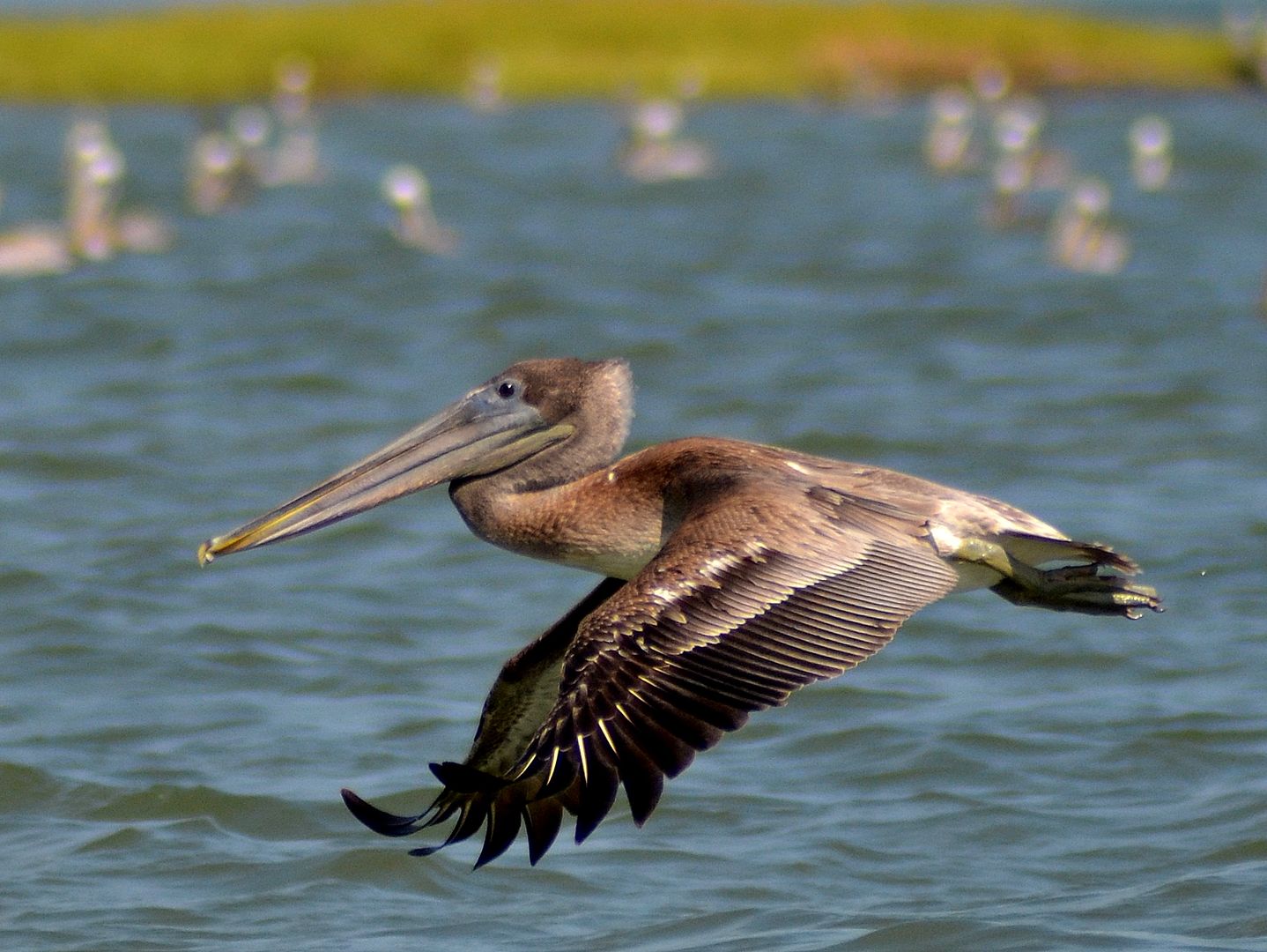 pelican25.jpg