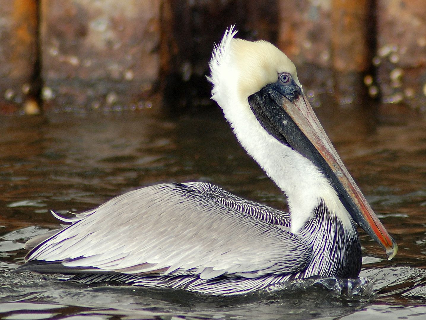 pelican29.jpg