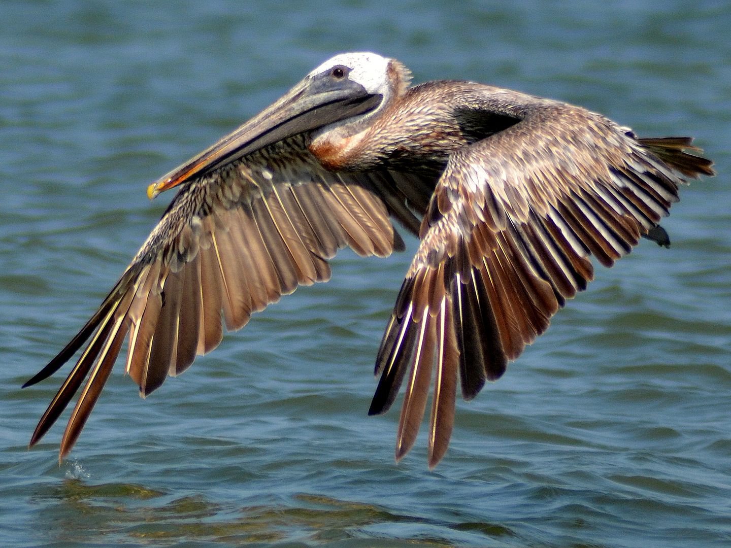 pelican33.jpg