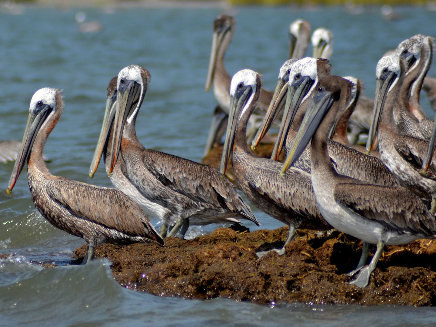 pelican44.jpg