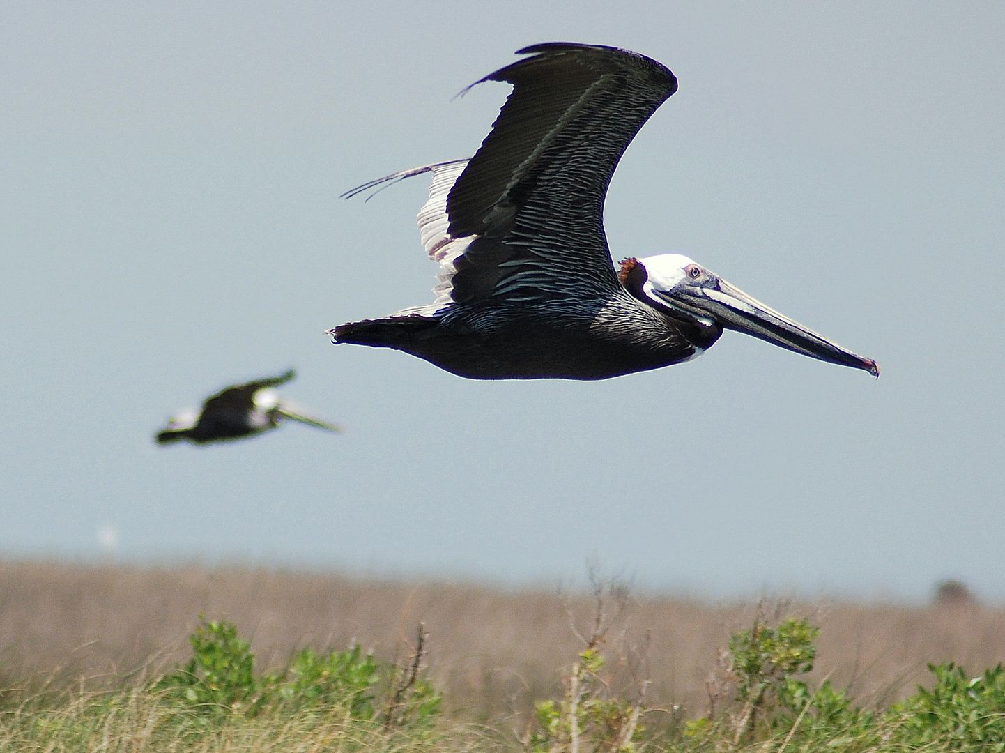pelicanflight-1.jpg