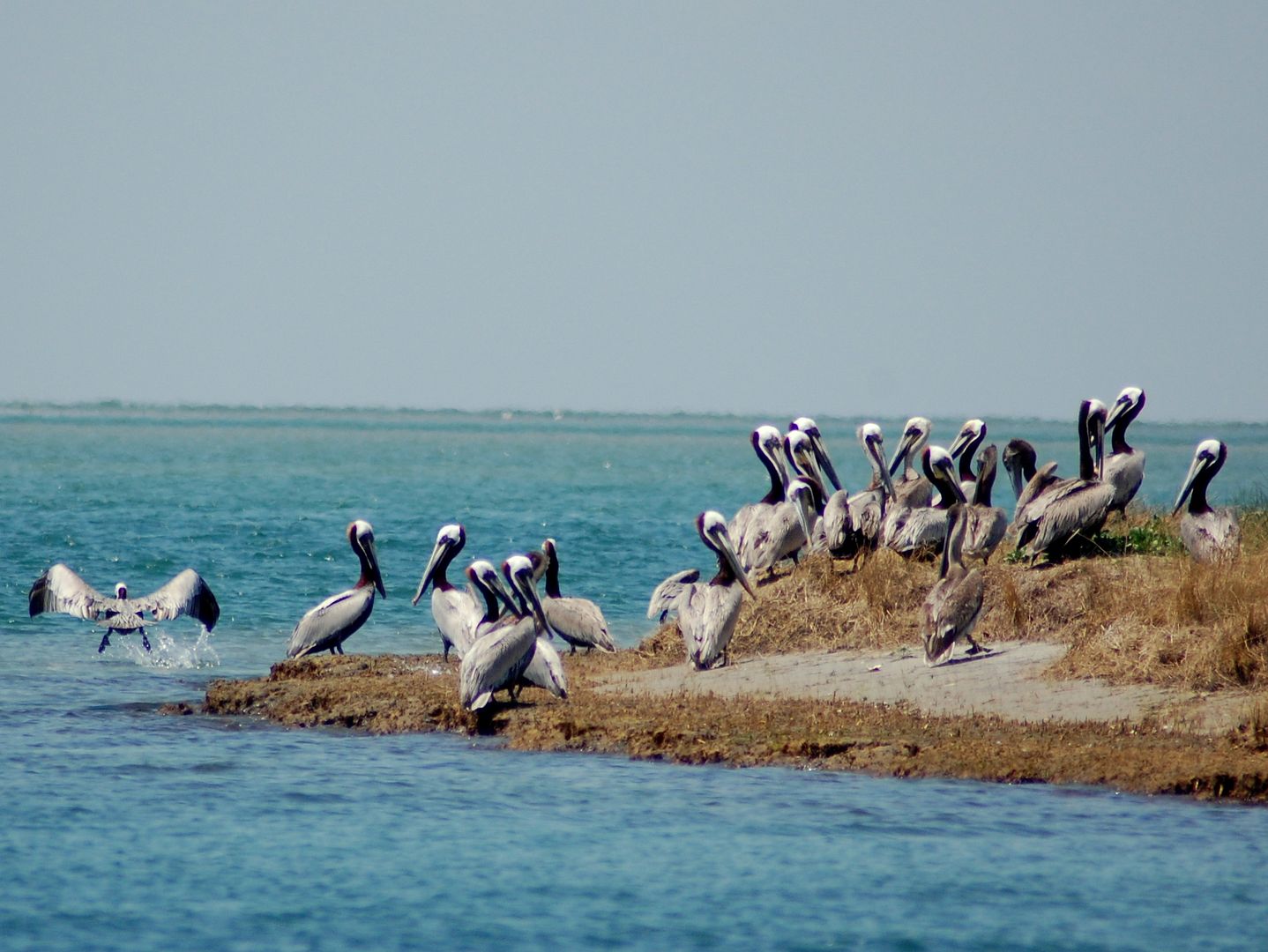 pelicangroup.jpg