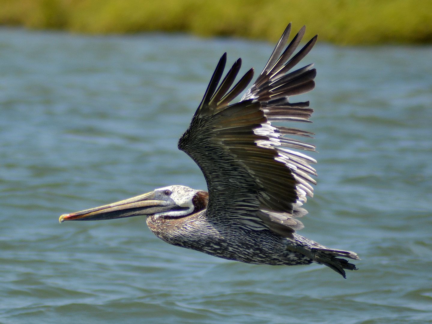 pelicaninflight.jpg