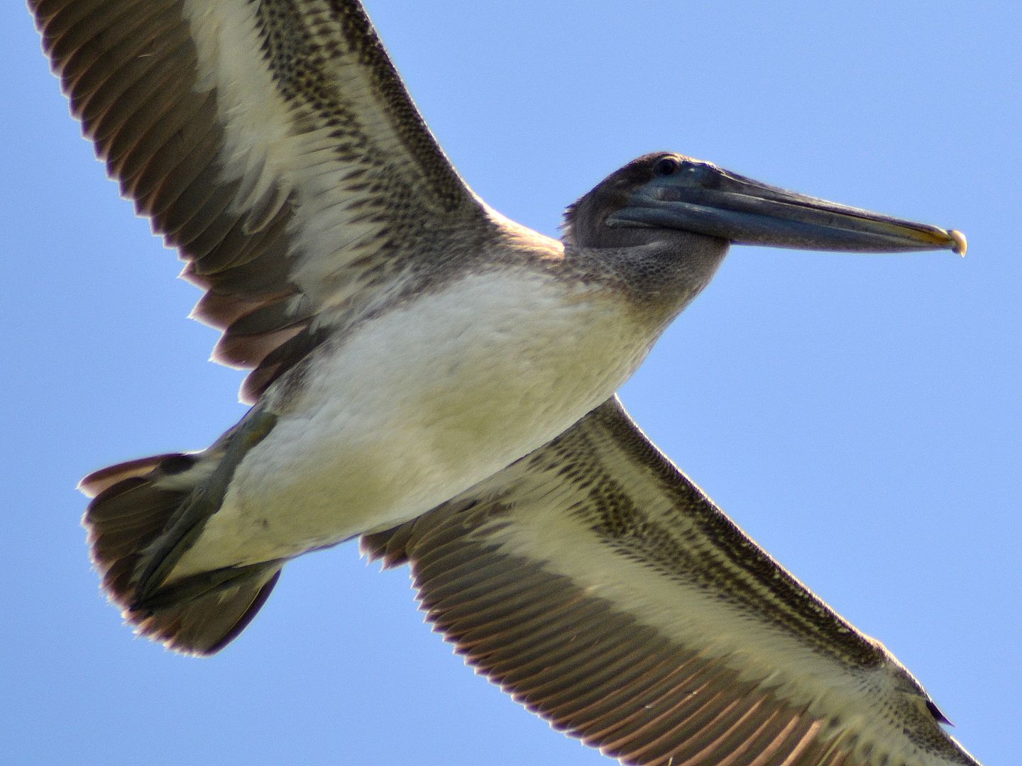 pelicanoverhead.jpg