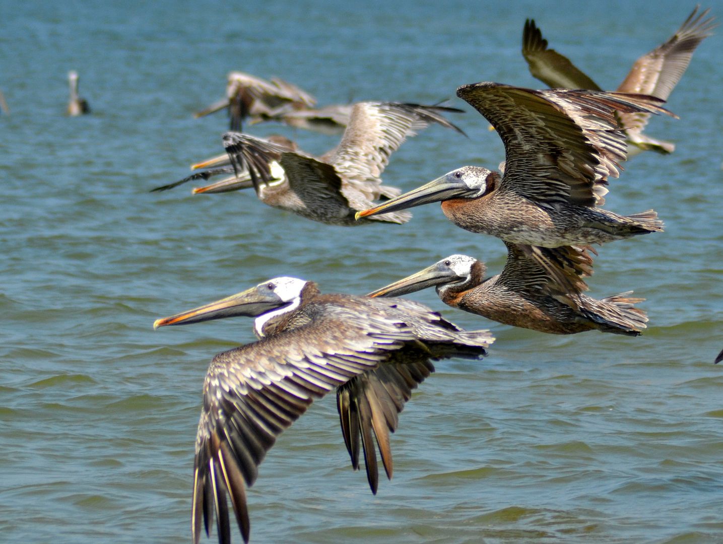 pelicansinflight.jpg