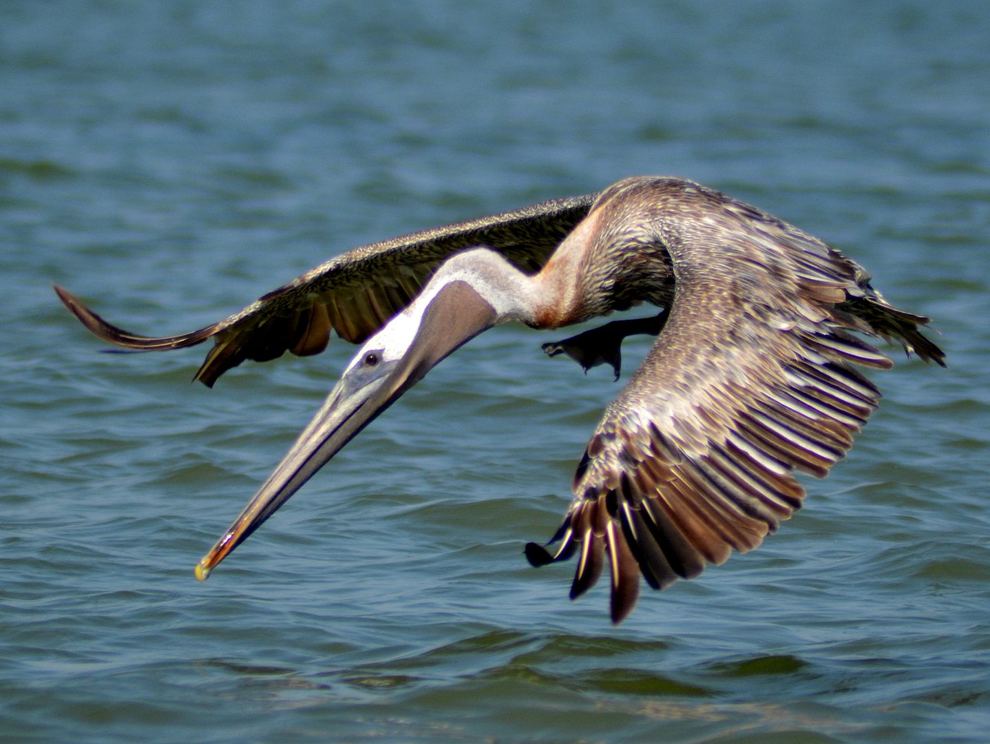 pelicanskimmer.jpg