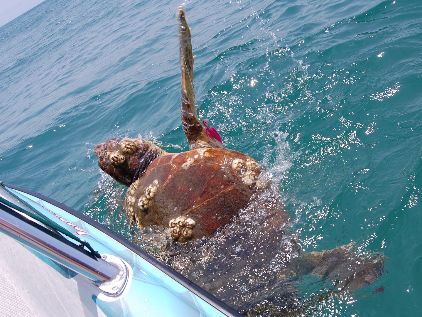 seatturtle.jpg