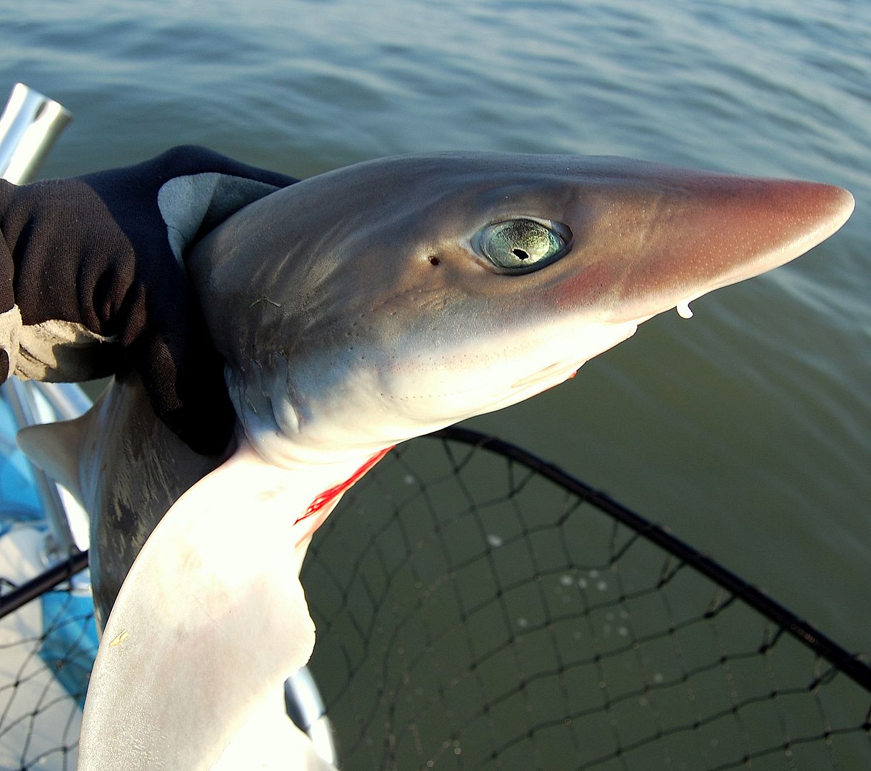 shark-1.jpg
