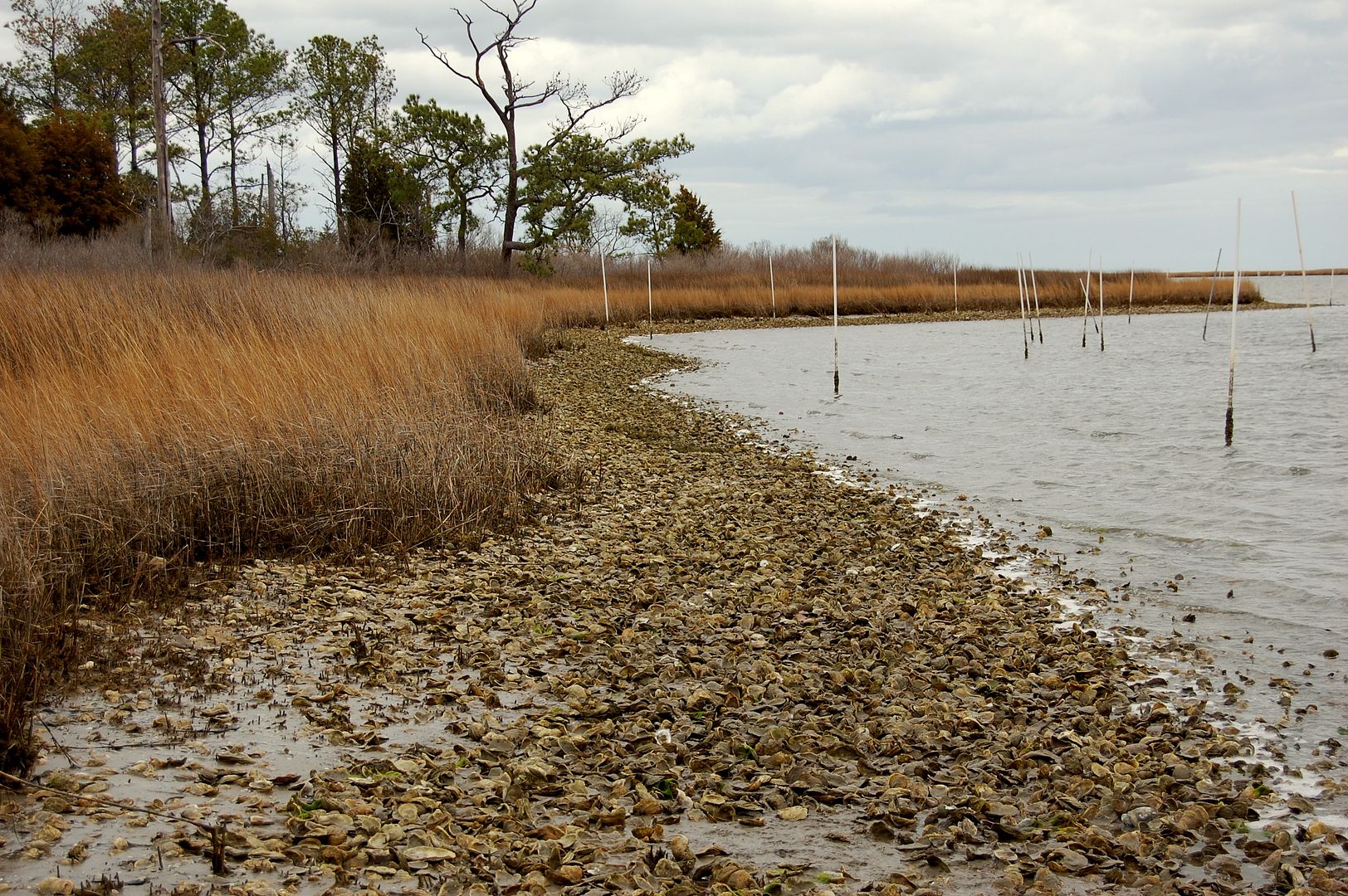 shore3.jpg