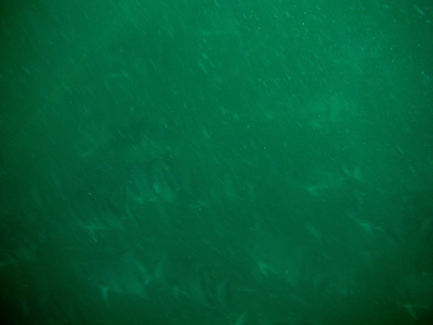 spade19.jpg