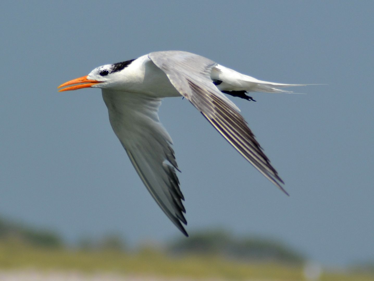 tern101.jpg