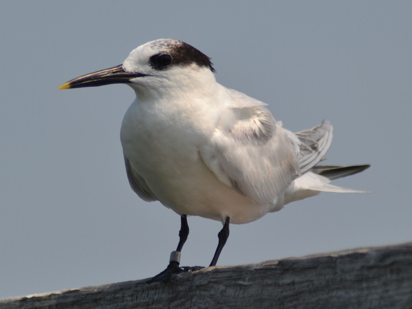 tern106.jpg