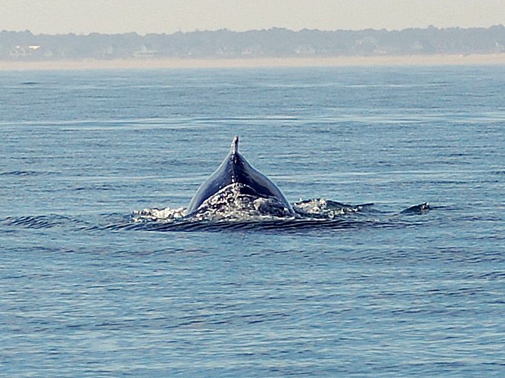 whale.jpg