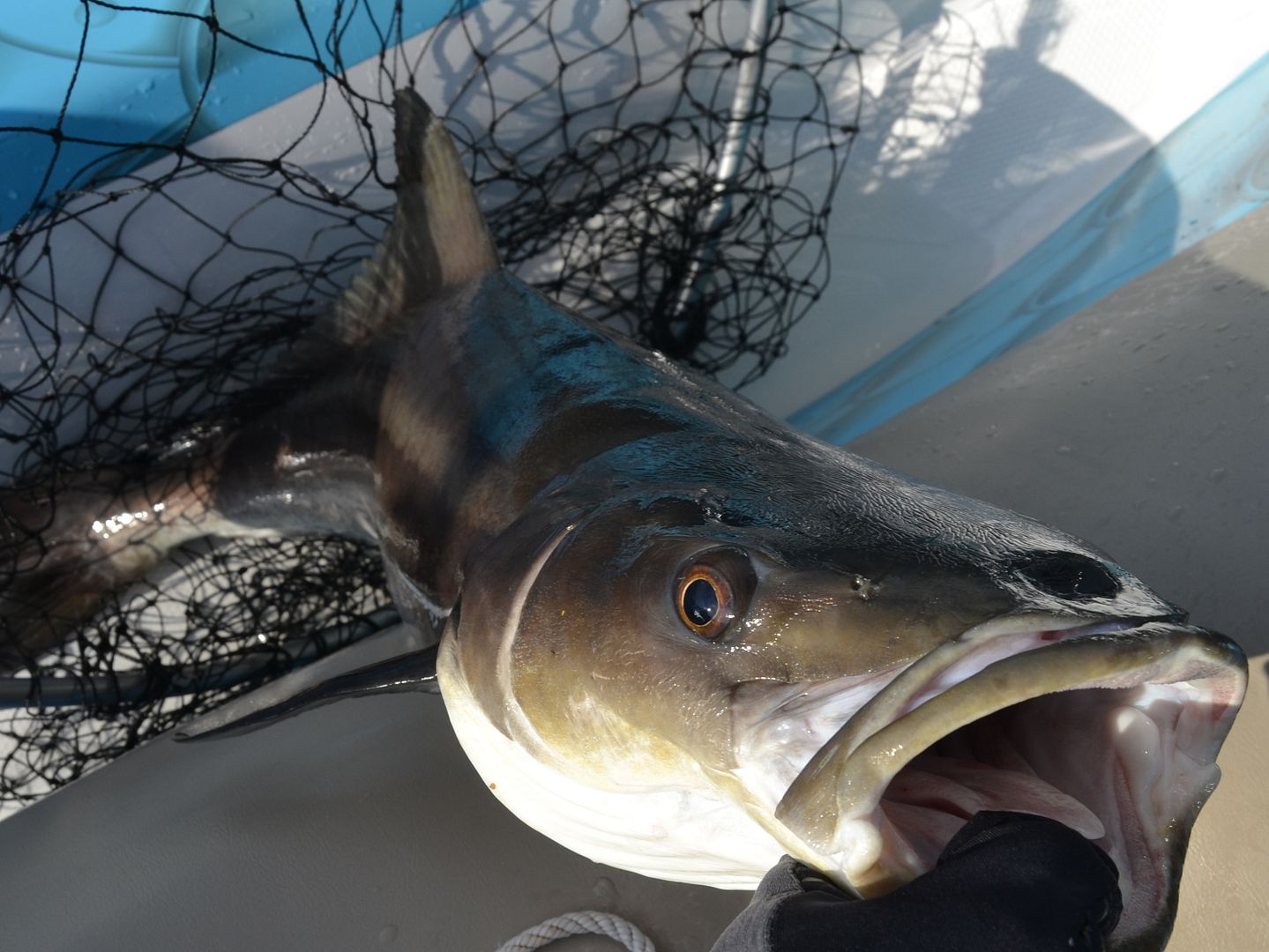 cobia3344_zpsd09b47eb.jpg