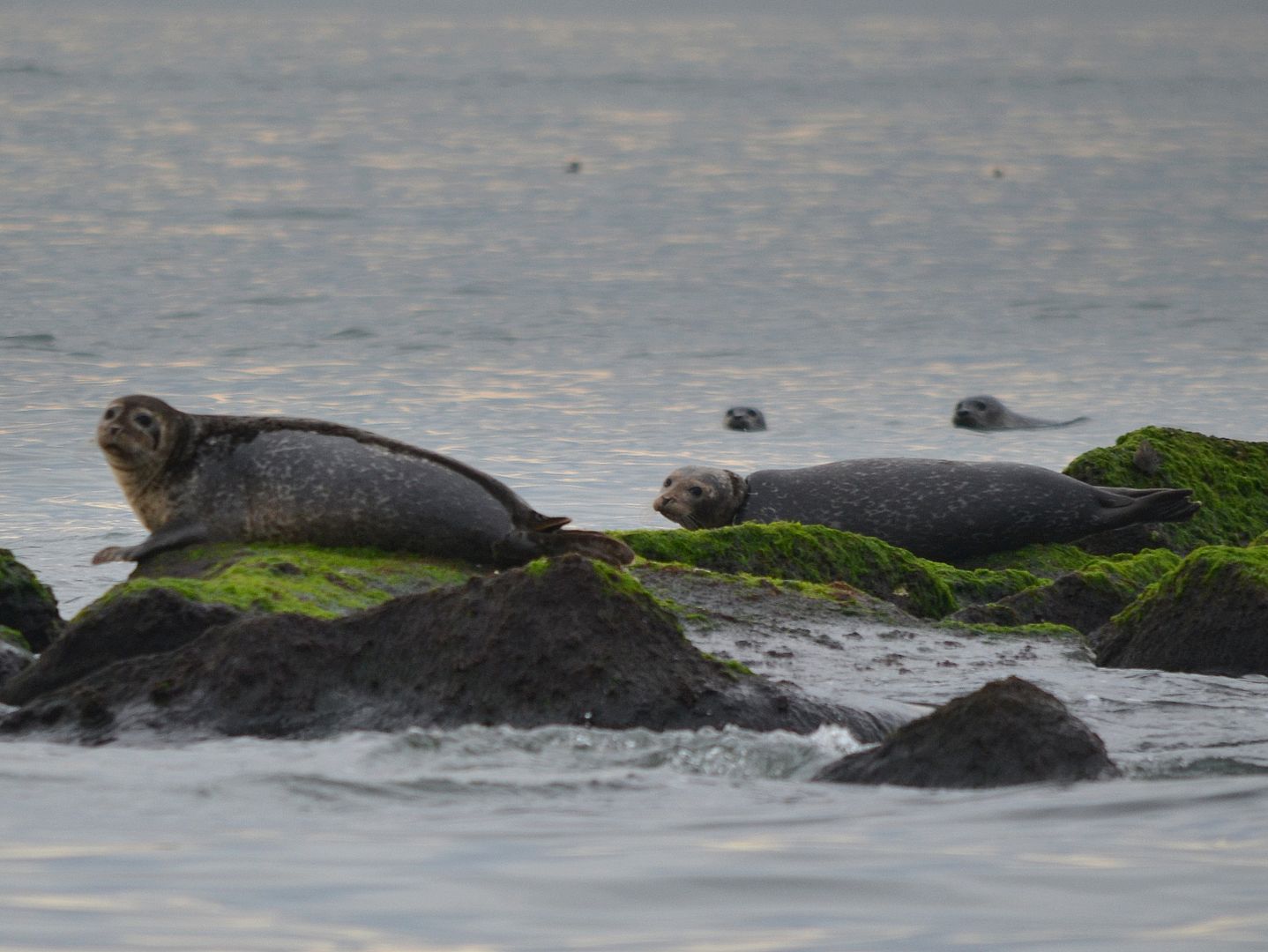Seals deals