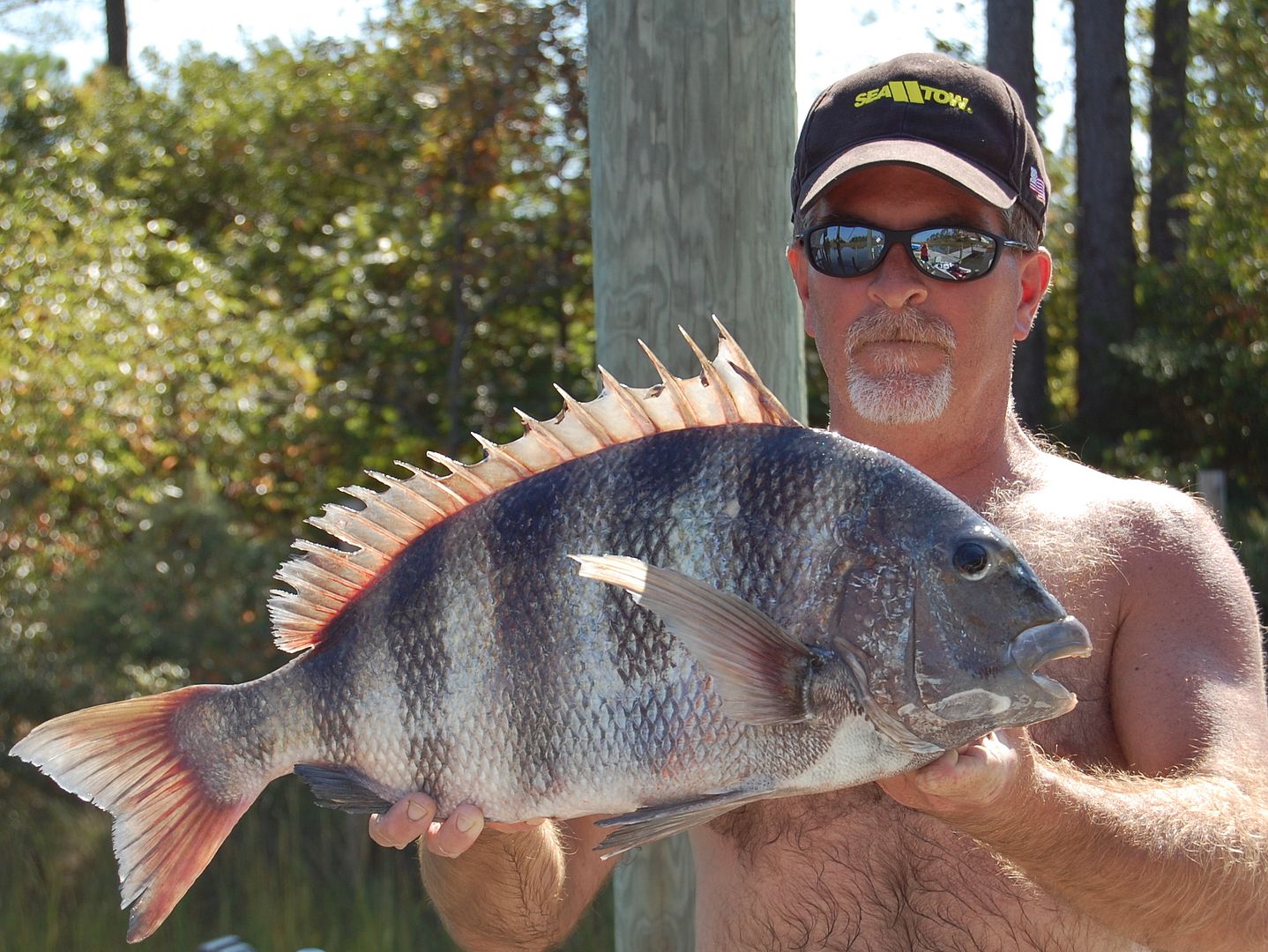 sheepshead.jpg