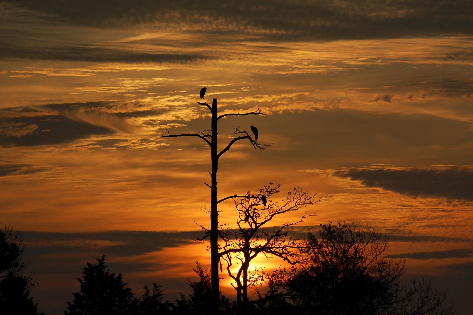 BackyardSunriseHerons01.jpg