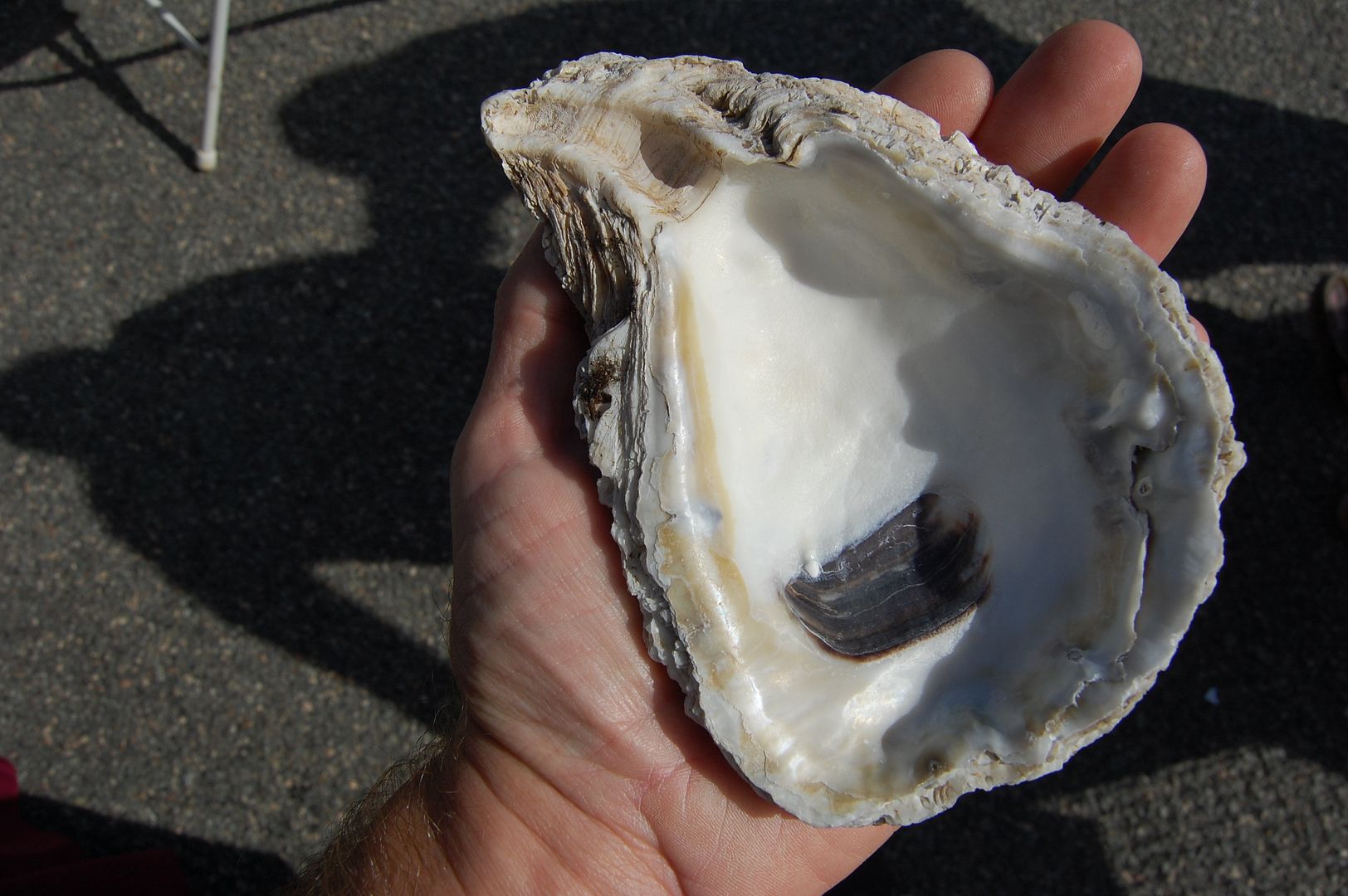 DSC_0060.jpg