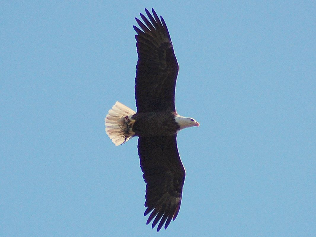 baldeagle1.jpg