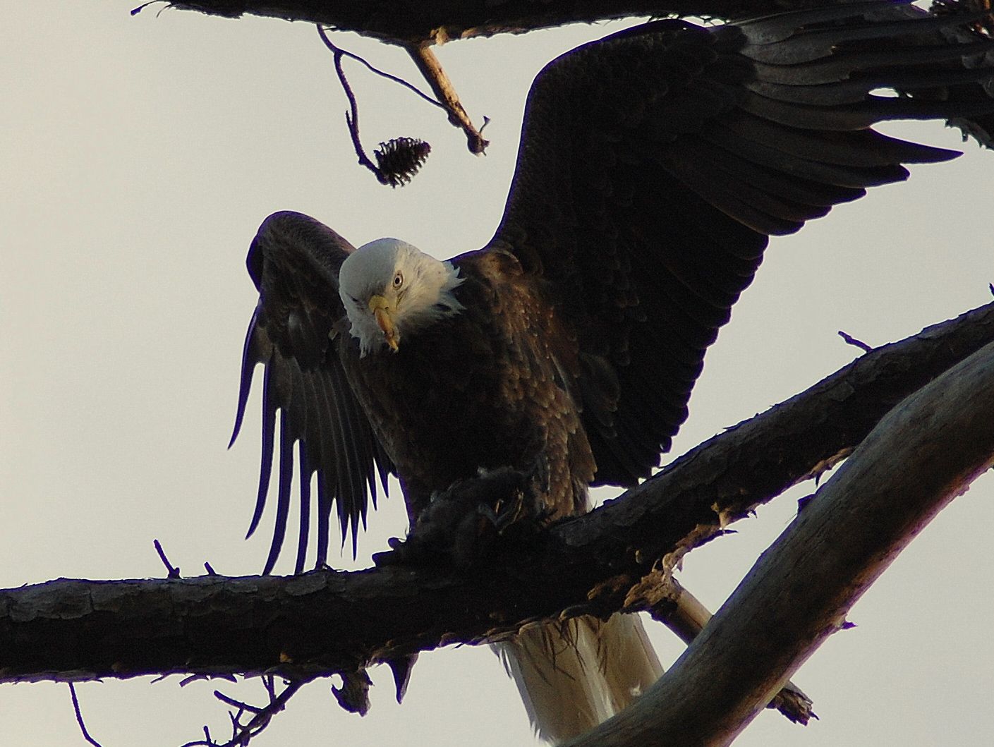 baldeagle2.jpg