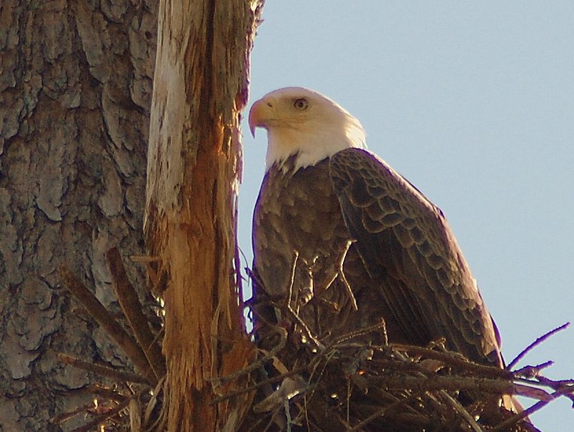 baldy3.jpg
