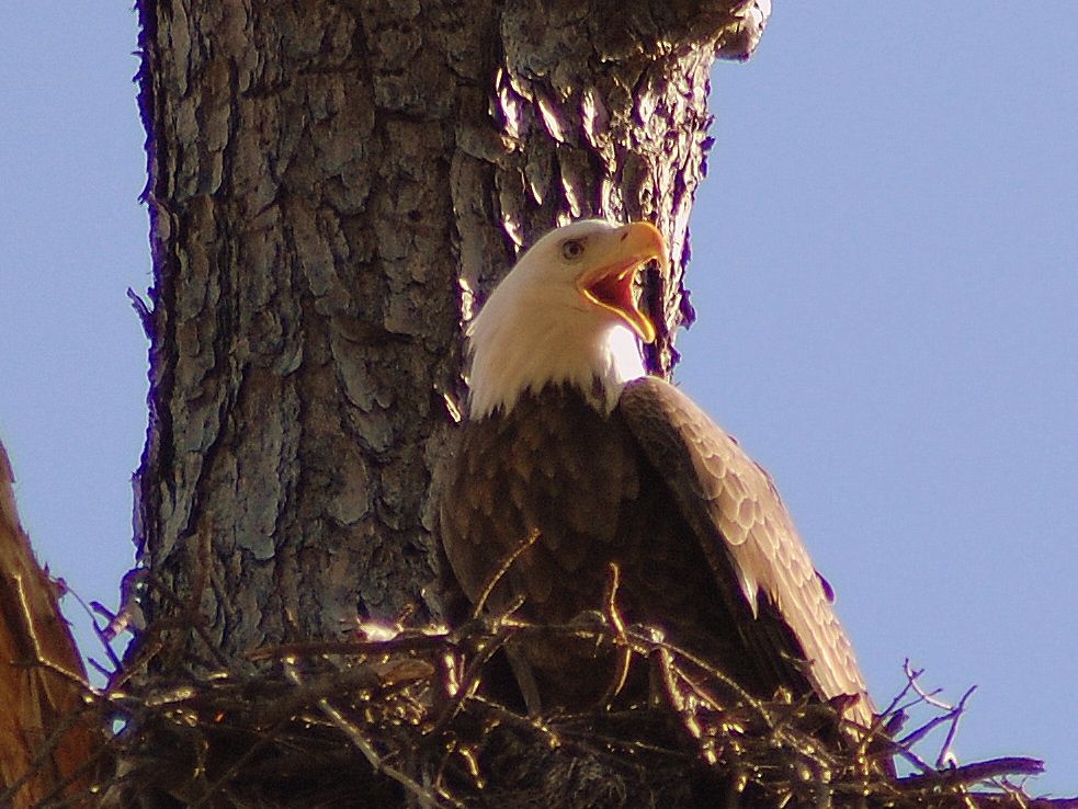 baldy4.jpg