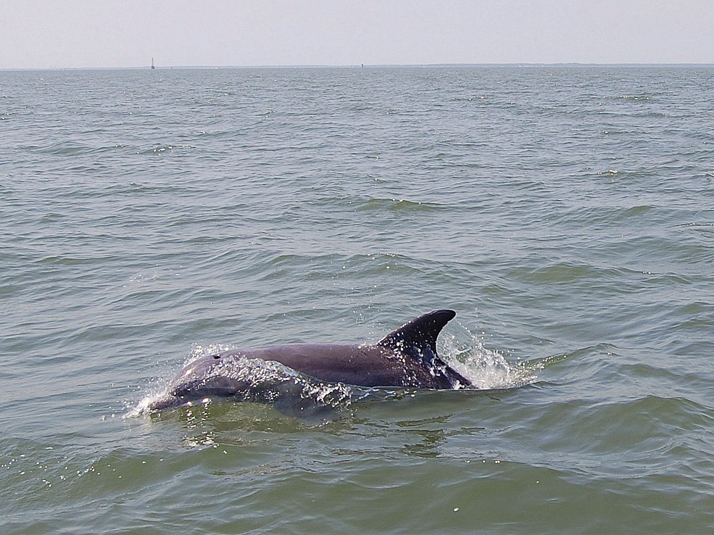dolphin-1.jpg