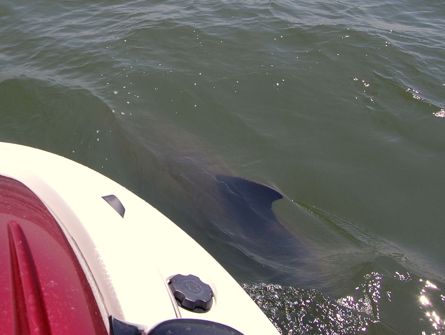 dolphin4-1.jpg