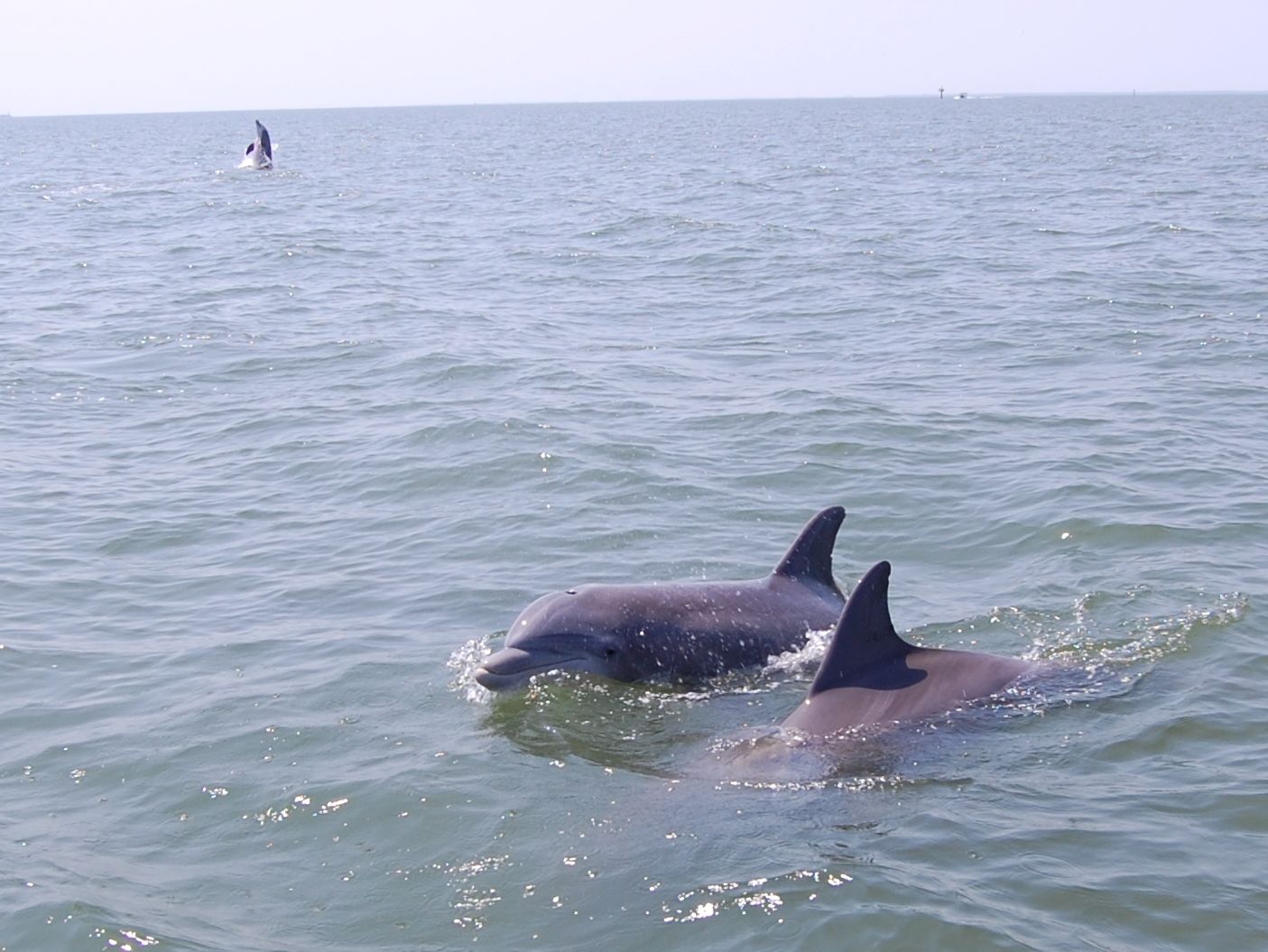 dolphin5.jpg