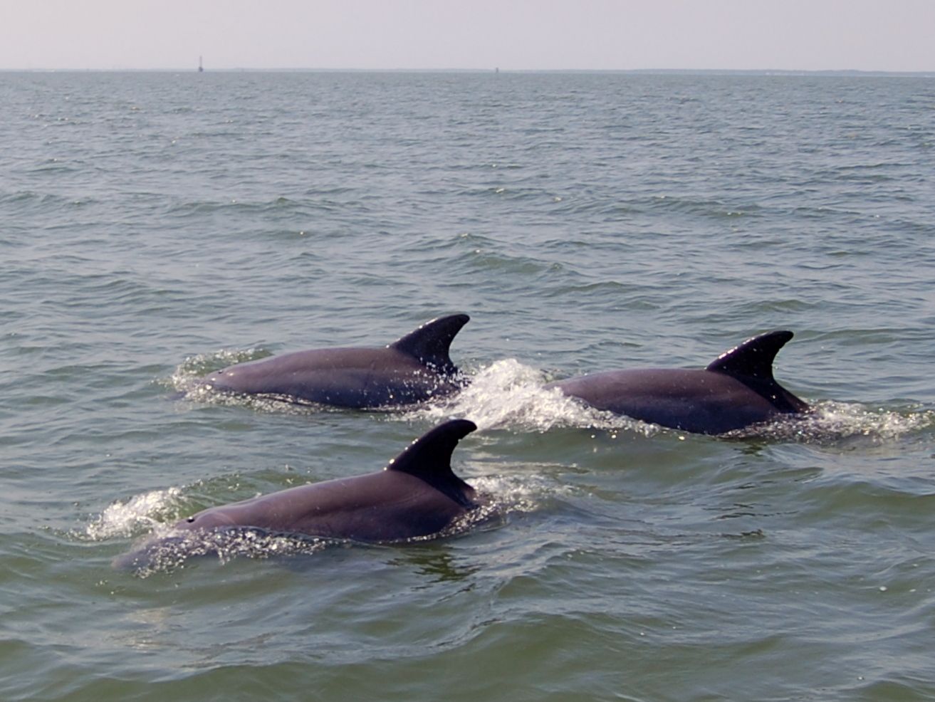 dolphins.jpg