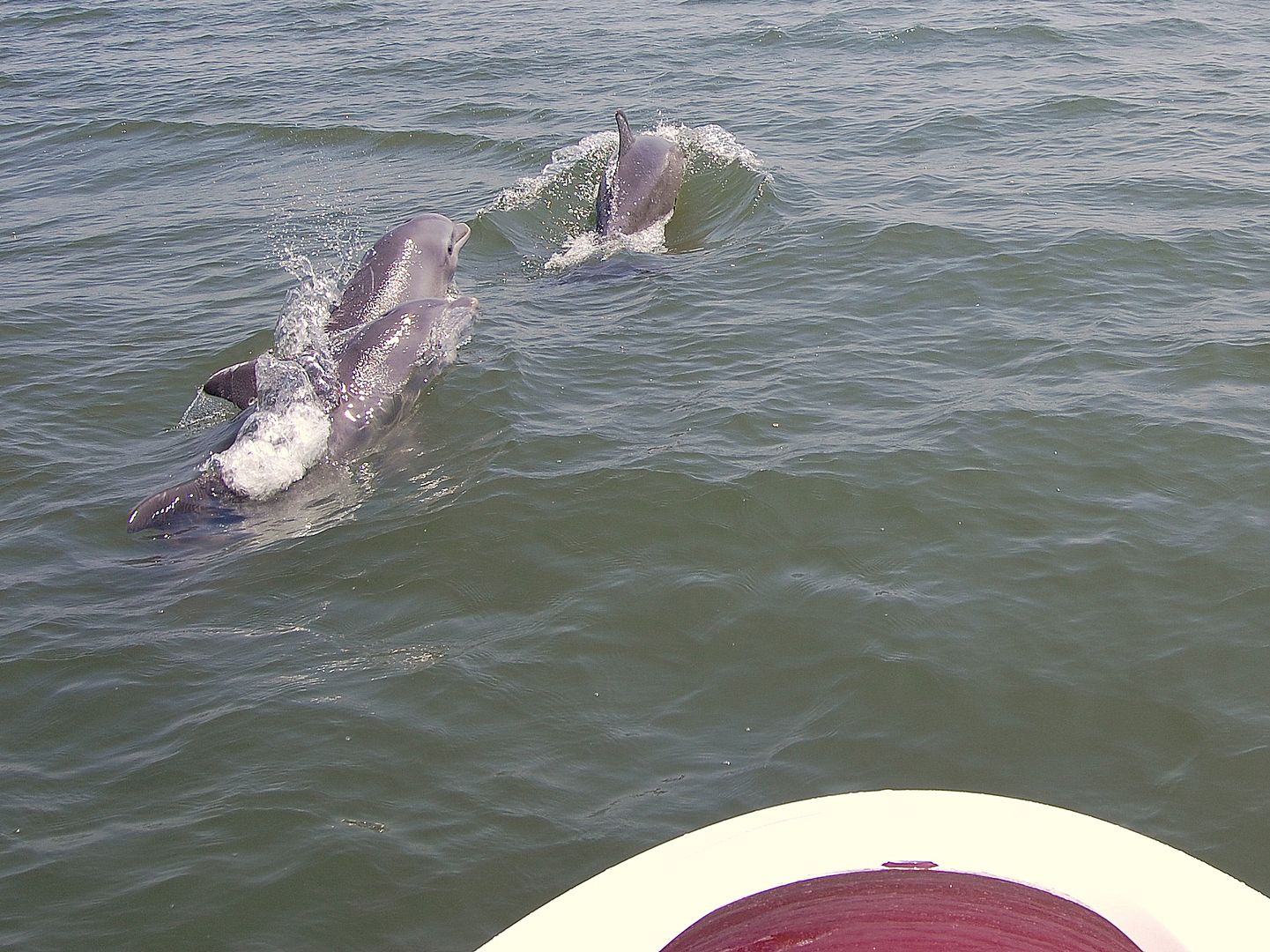 dolphins2.jpg