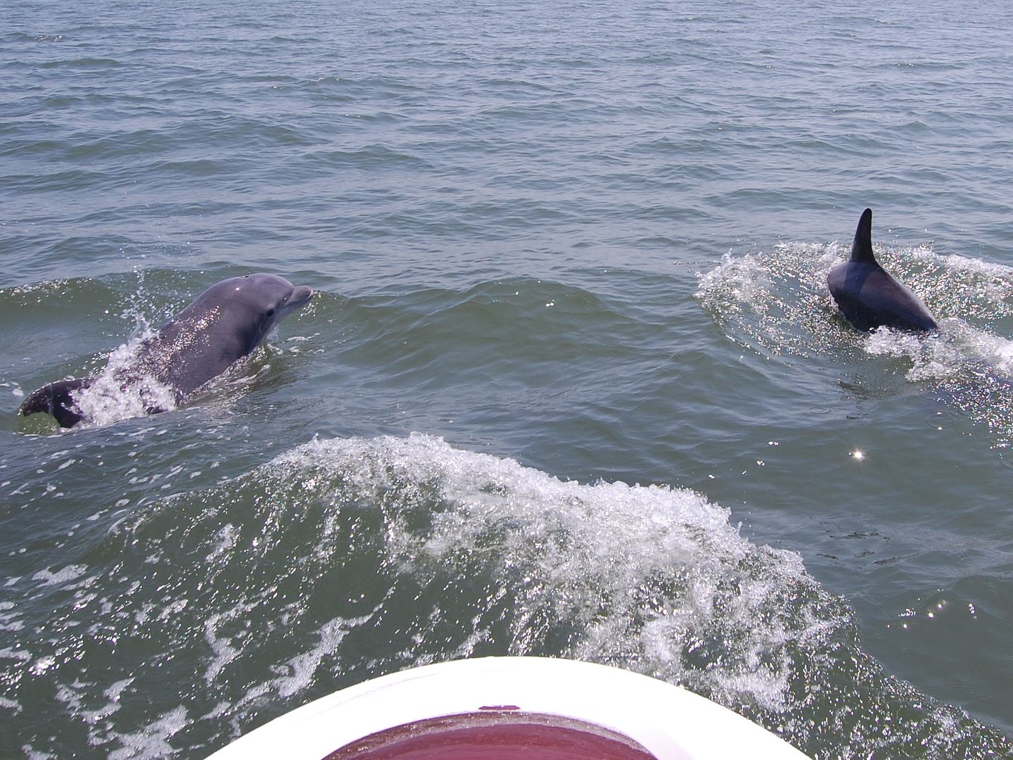 dolphins3.jpg