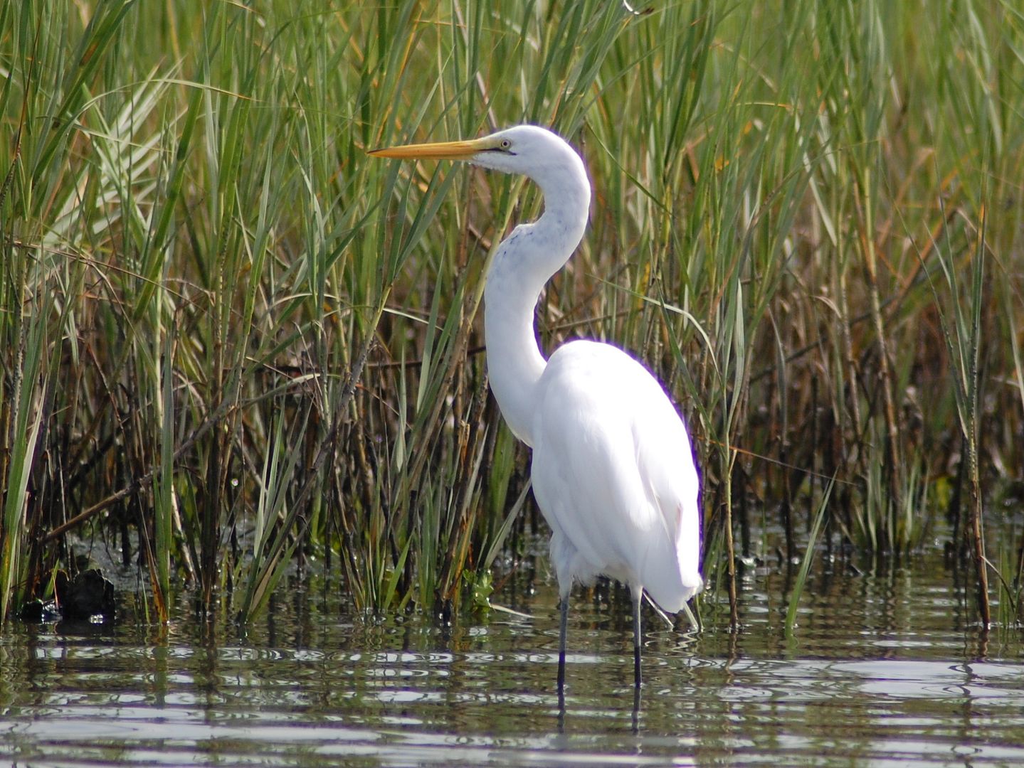 egret-2.jpg