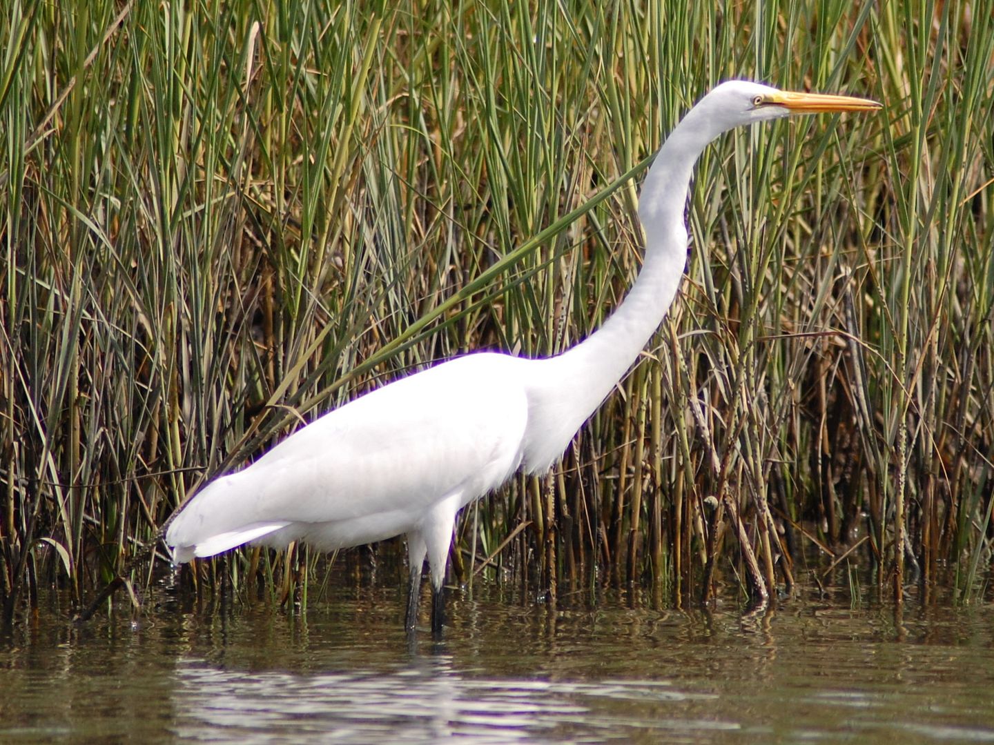 egret2-1.jpg