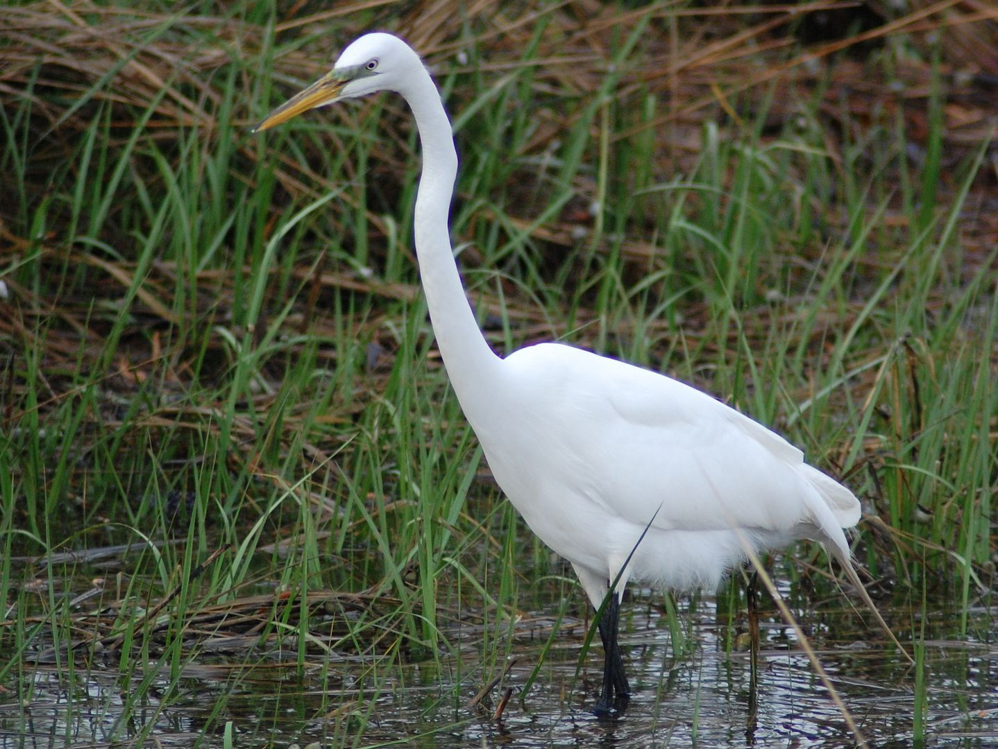 egret2.jpg