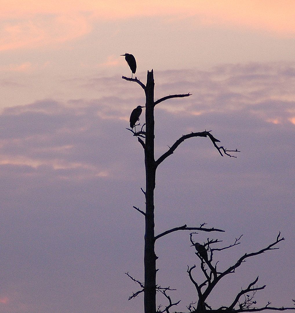 egrets.jpg