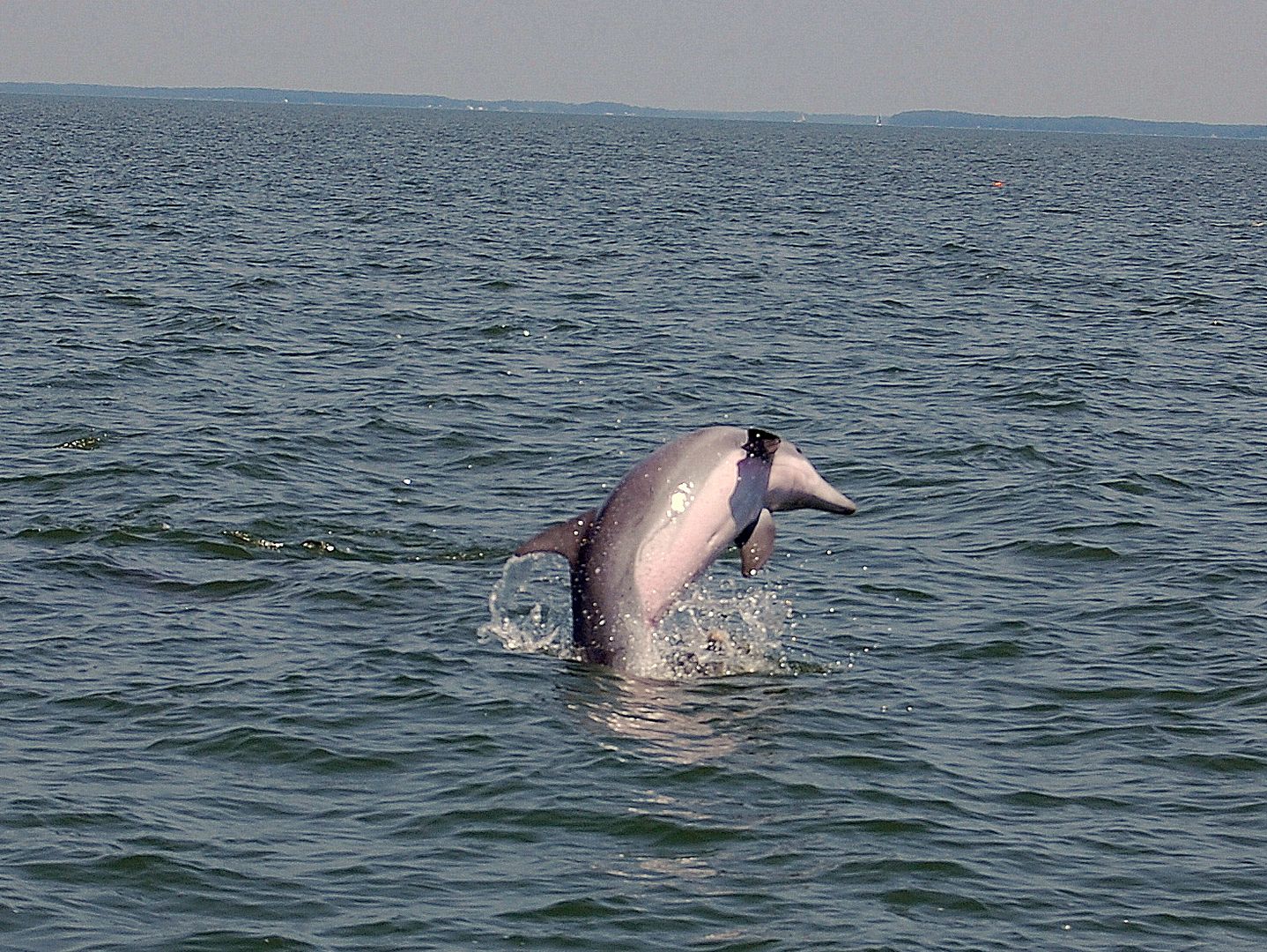 flipper-2.jpg