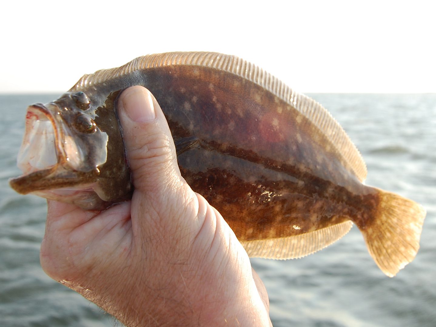 flounder2.jpg