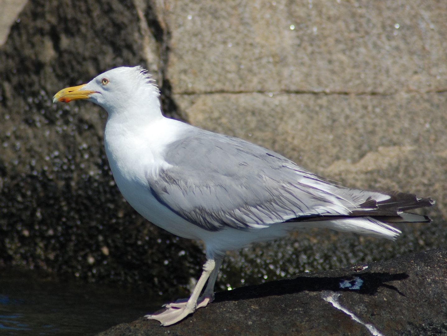 gull-2.jpg