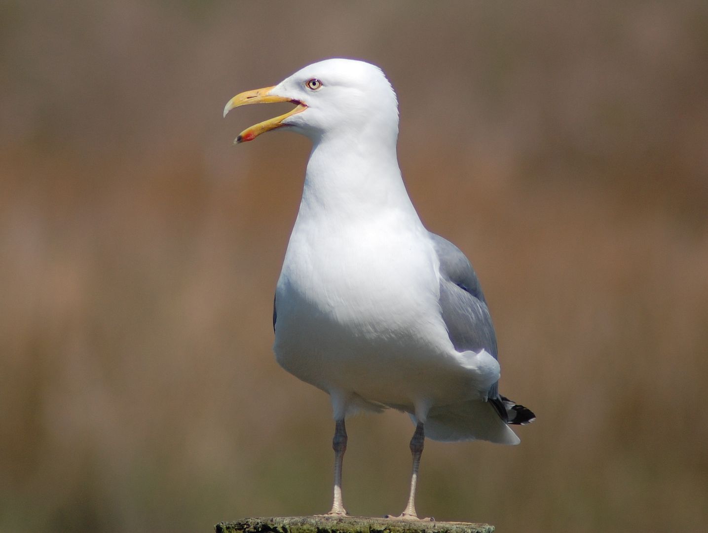 [Image: gull.jpg]