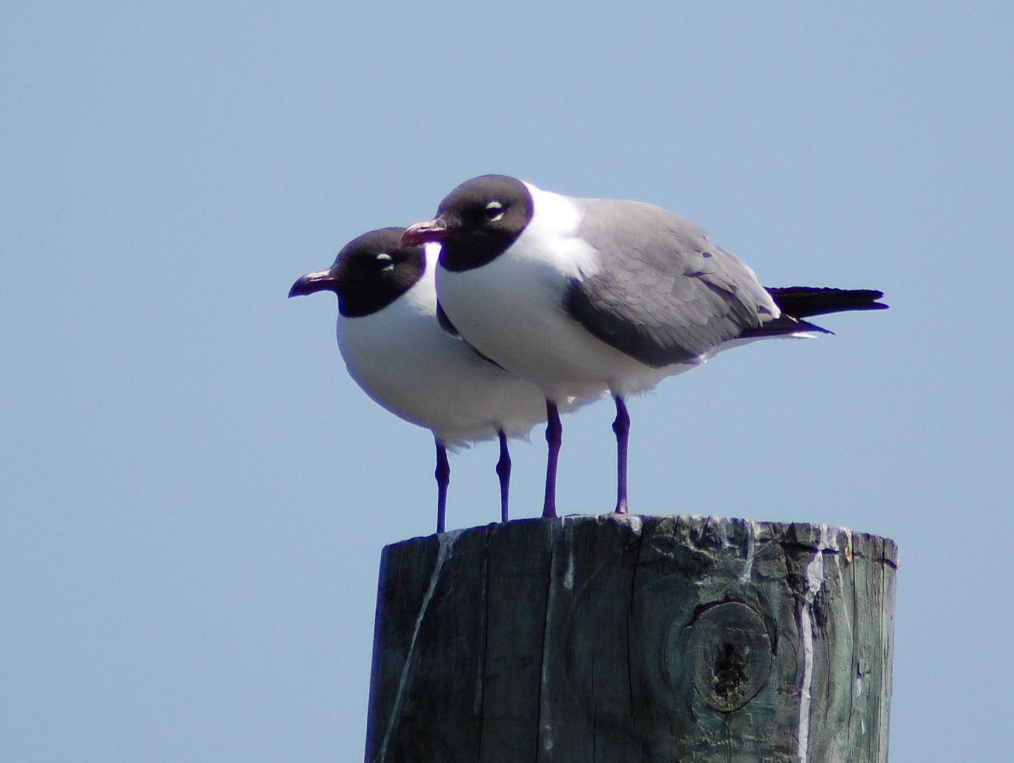 [Image: gulls-1.jpg]