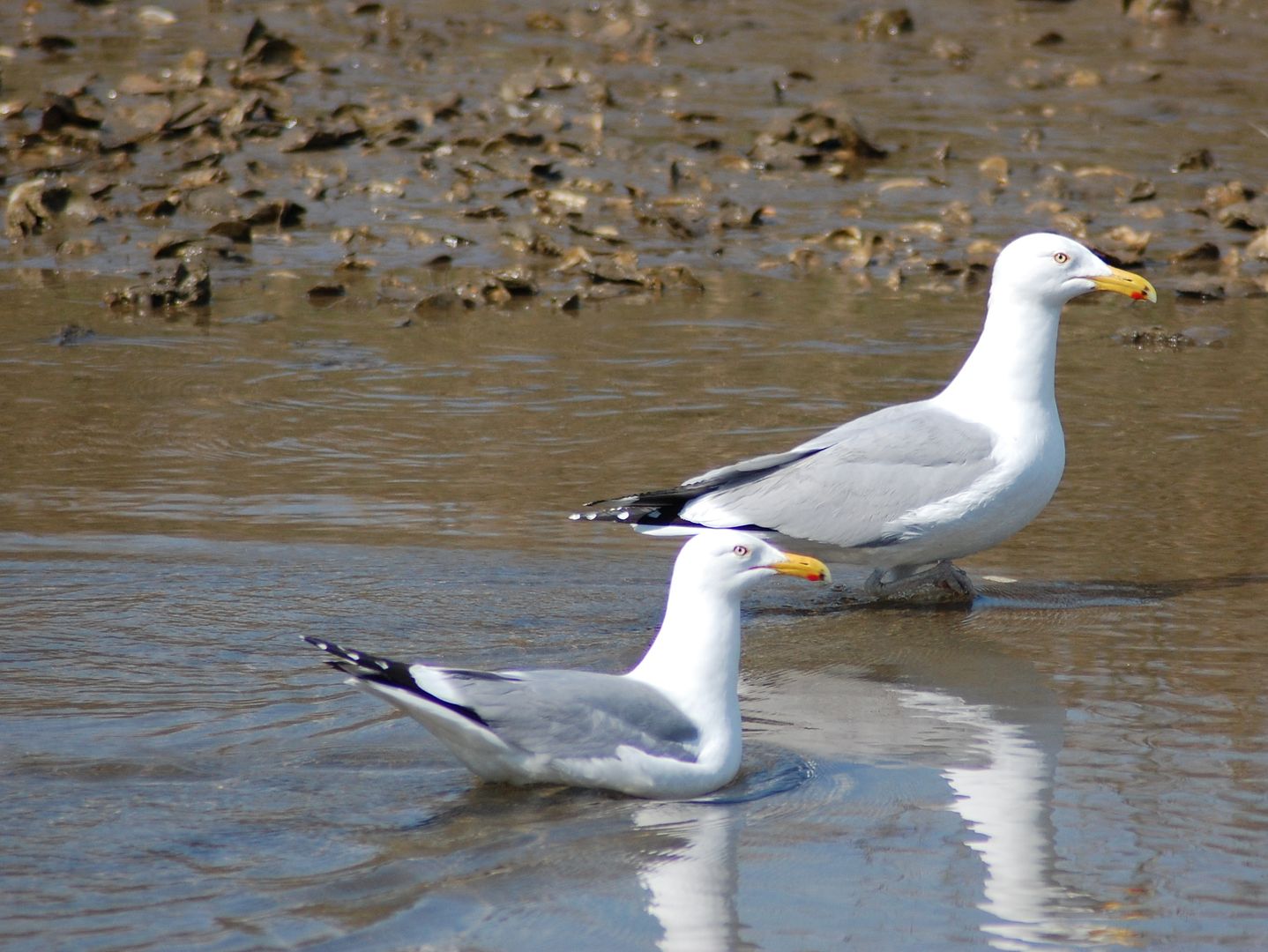 [Image: gulls.jpg]