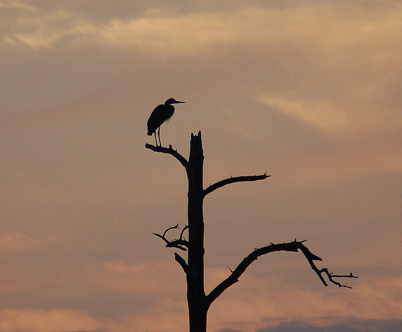 heron2-1.jpg