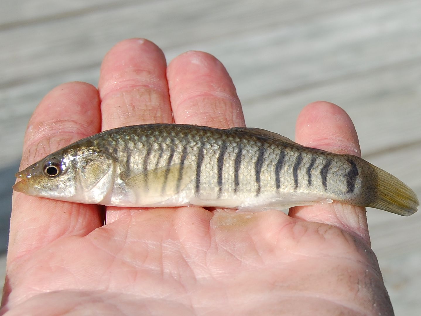 minnow-1.jpg